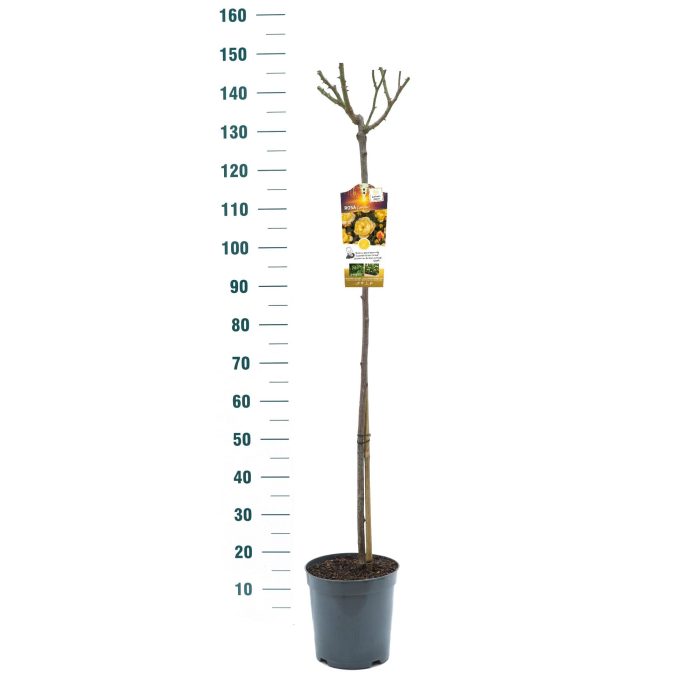 Rosa 'Lampion' - 110 Stam - Exclusive Collection, D 24
