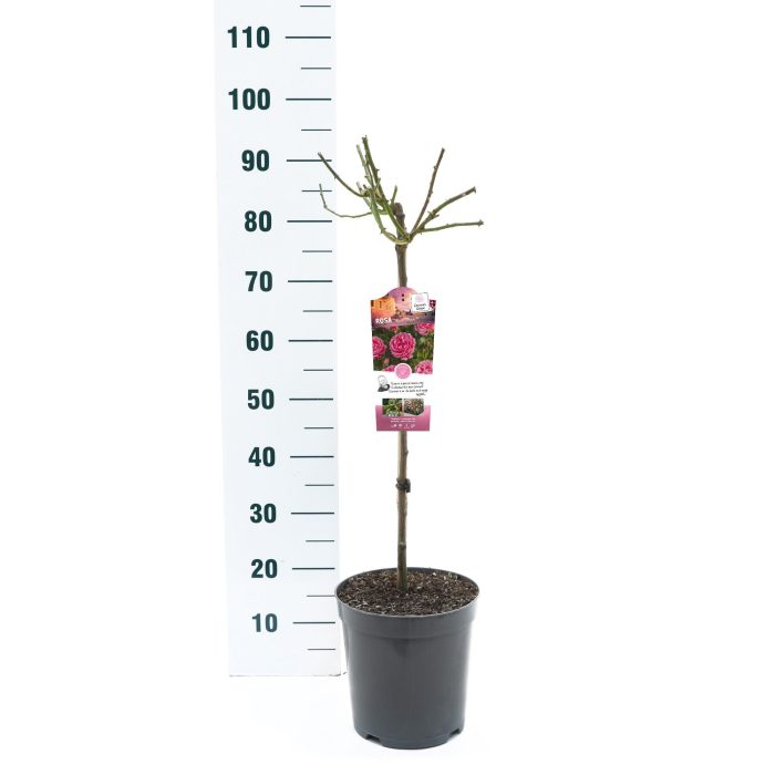 Rosa 'Moin Moin' - 60 Stam - Exclusive Collection, D 24