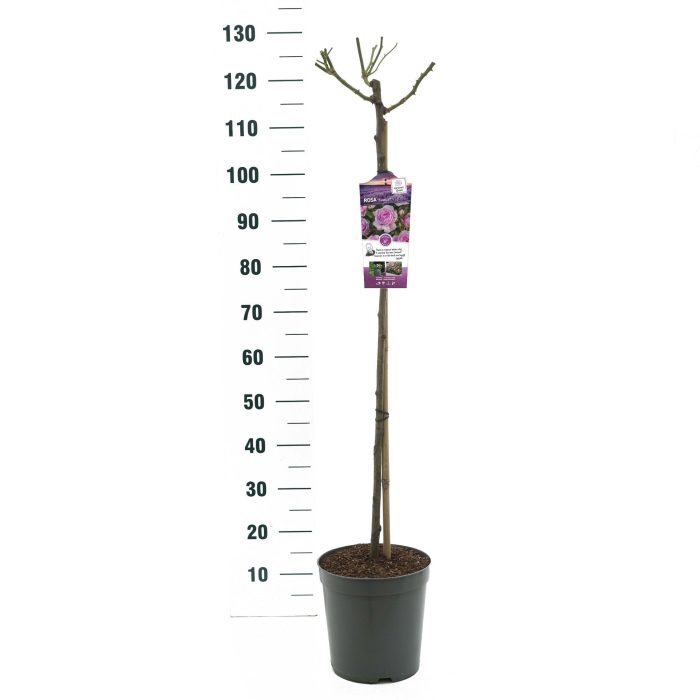 Rosa 'Nautica' - 90 Stam - Exclusive Collection, D 24