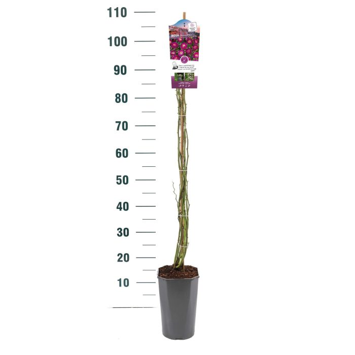 Rosa 'Perennial Blue' - Klim - C3rp - Rambler, D 19