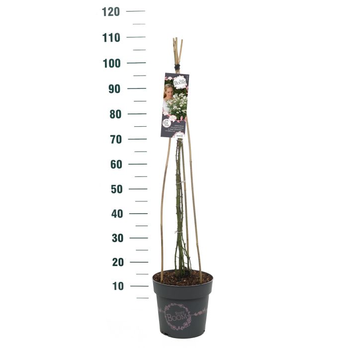 Rosa 'Rosy Boom White' - Klim - C6, D 24