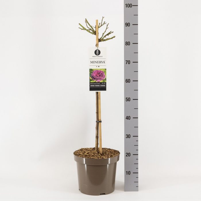 Rosa (F) Minerva ®, stam 70, C7.5, D 26