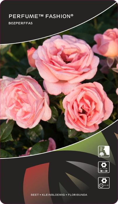 Rosa (F) Perfume™Fashion® Stam 90, D 26