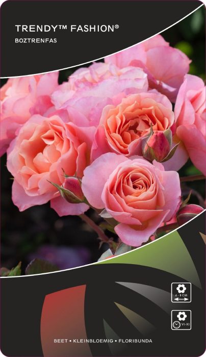 Rosa (F) Trendy™Fashion®, D 17