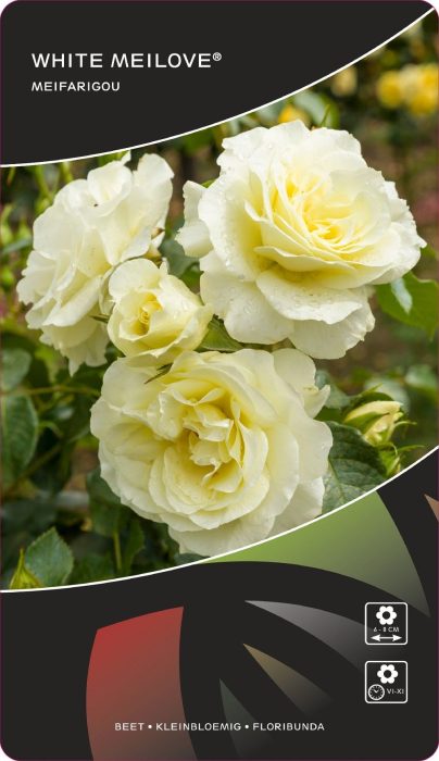 Rosa (F) White Meilove® Stam 70, D 26