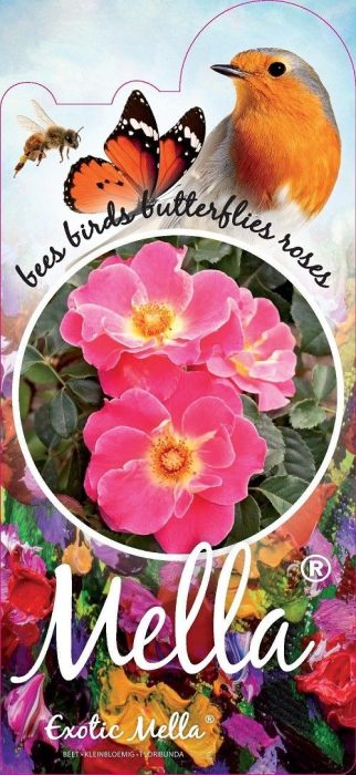 Rosa (H) Exotic™Mella® Stam 90, D 26