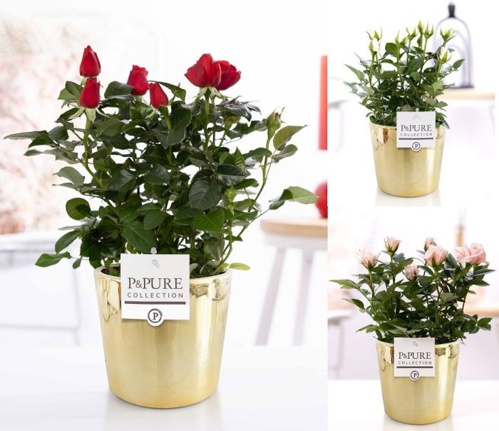 Rosa gemengd in P&PURE Laryssa ceramics shiny gold, D 12