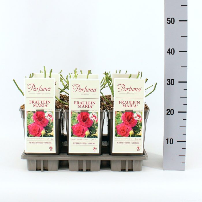 Rosa Parfuma (F) Fräulein Maria ®, C3, D 17