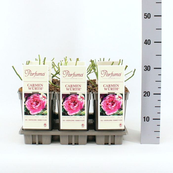 Rosa Parfuma (TH) Carmen Würth ®, C3, D 17