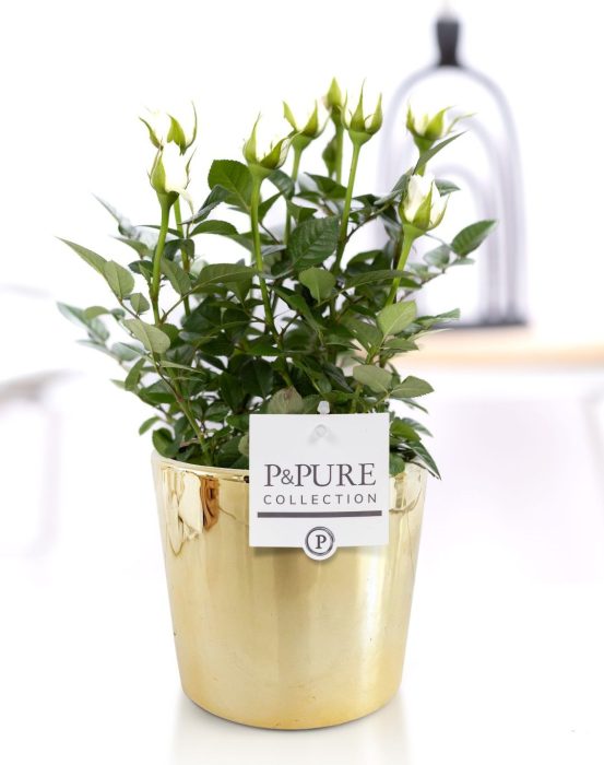 Rosa white in P&PURE Laryssa ceramics shiny gold, D 12
