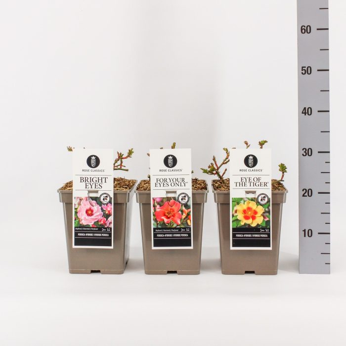 Rose Classics Persica mix, C5, D 23