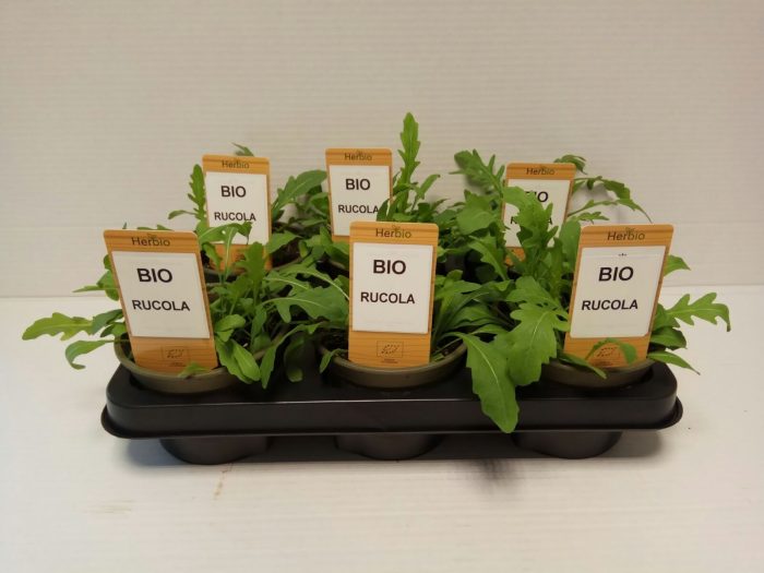 Rucola P12 HERBIO steker, D 12