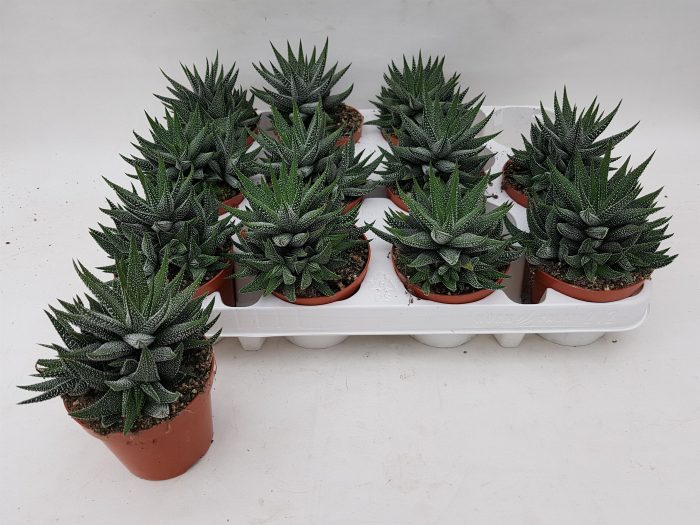 Haworthia concolor, D 8,5