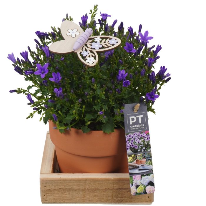 PTPP6919 Arrangement Patio in terracotta pot met hout, D 14