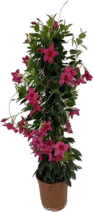p22 Mandevilla duoboog Sun Early Pink, D 22