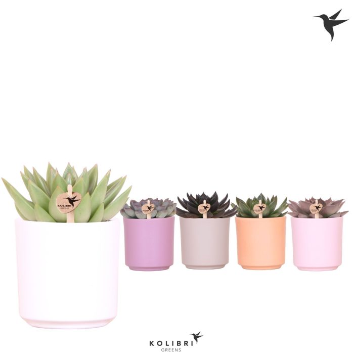 Kolibri Greens Echeveria mix in Simplicity pot mix, D 9