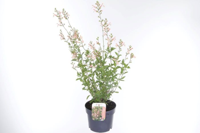 Salvia microphylla Belle de Loire, D 17