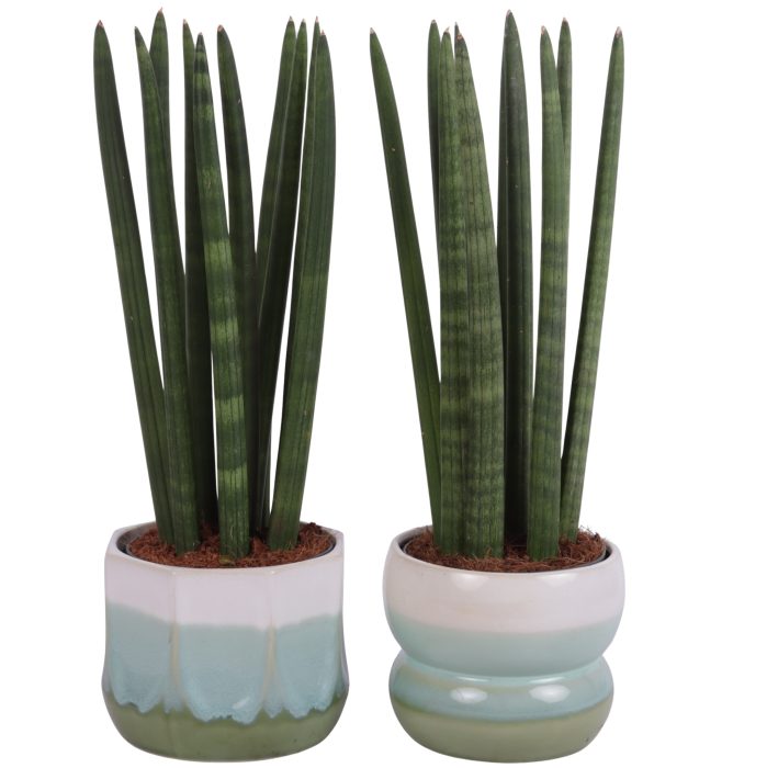 Sansevieria Cylindrica Straight 10 Leaf in Ø15cm Ceramic FB675, D 15