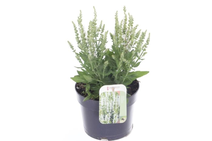 Salvia nemorosa APEX White, D 17