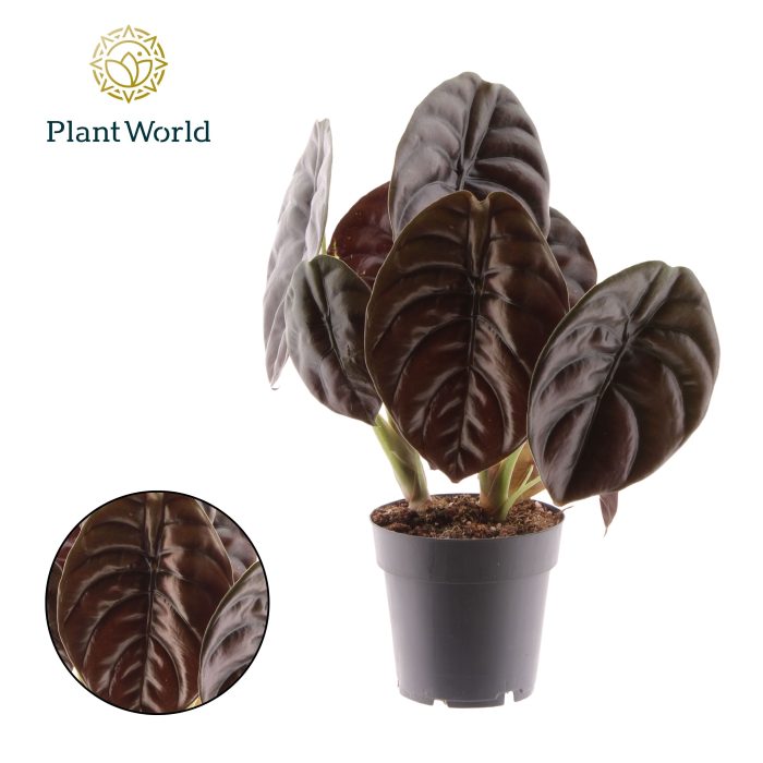 Alocasia Red Secret, D 14