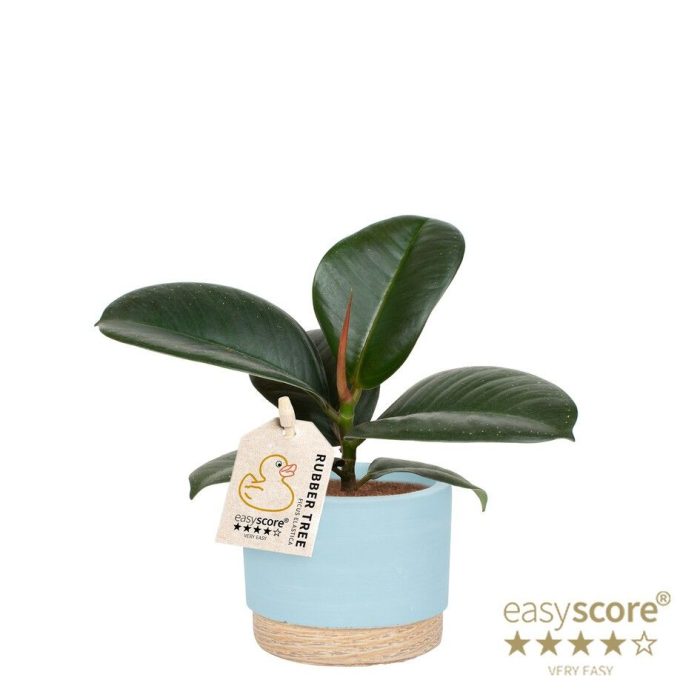Woodbase Sky Blue, Ficus elastica ´Sofia´, D 7