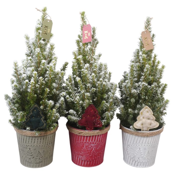 PTK26358 Conica Perfecta met sneeuw in zink mix met decoratie, D 14
