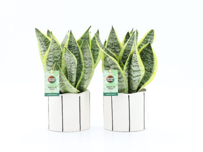 Sansevieria 'Futura Superba' in Banksy keramiek, D 13