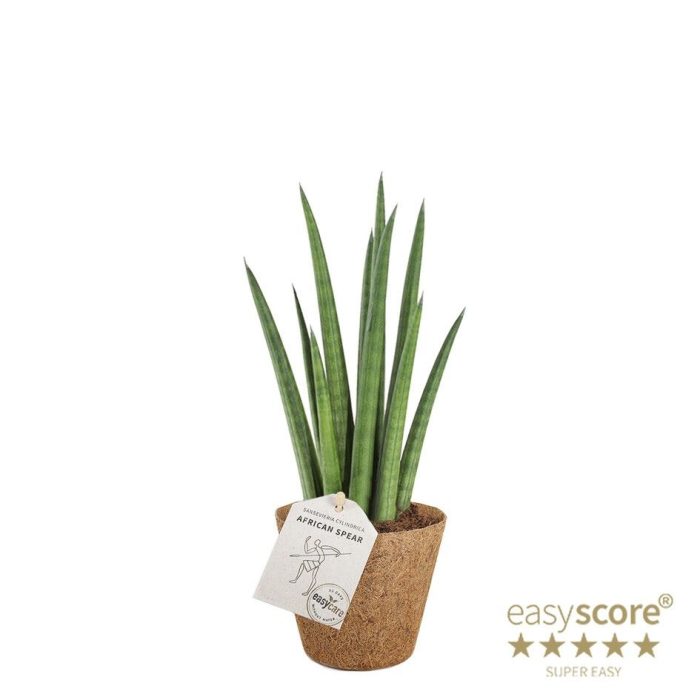 Sansevieria cylindrica ´Rocket´ - COCOZ, D 9