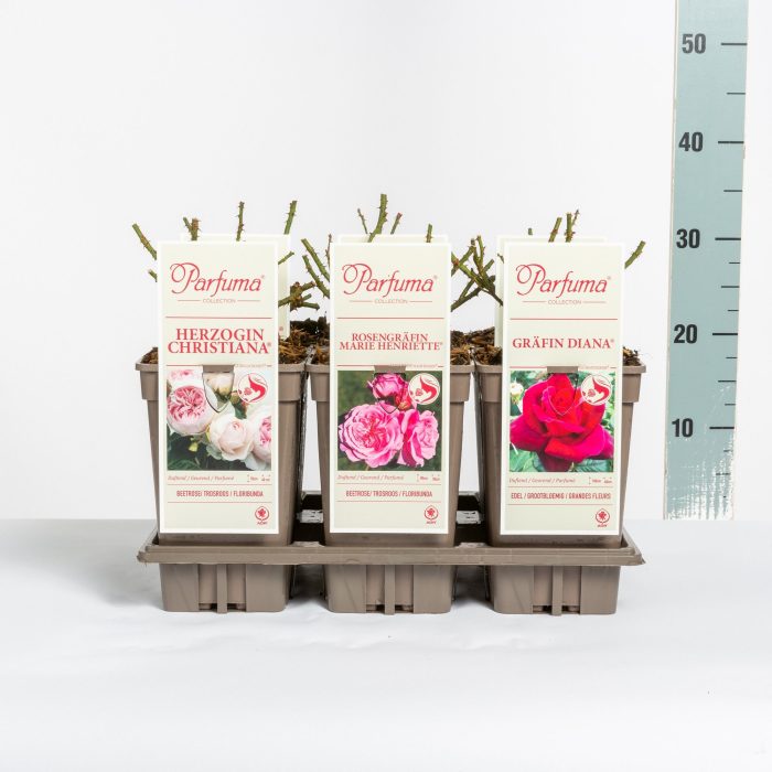 Rosa Parfuma Duftrosen (TH/F) mix, C3, D 17