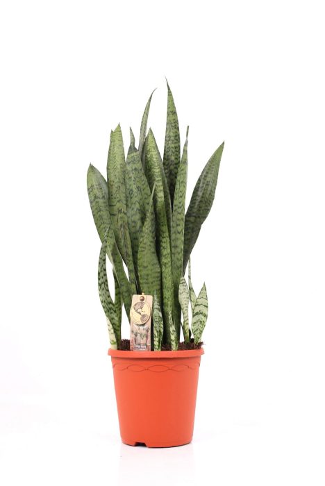Sansevieria P21 Zeylanica, D 21