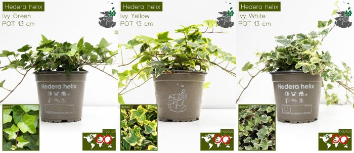 Hedera Helix MIX P13, D 13