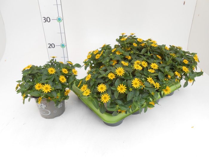 Sanvitalia procumbens, D 13