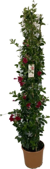 p31 Mandevilla rio Grande Scarlet pyramide 180 cm, D 31