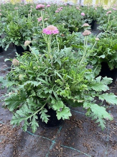 SCABIOSA COLUMBARIA, D 15
