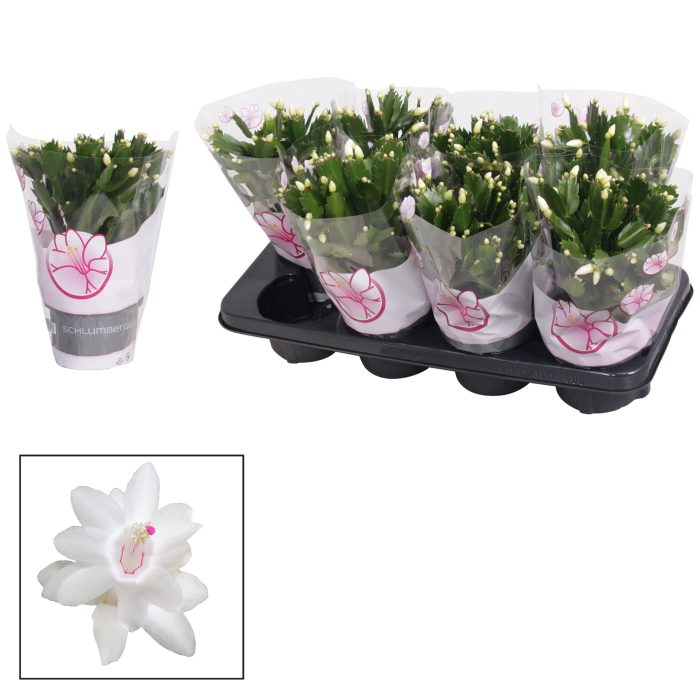 Schlumbergera - 13 cm - White (Malissa), D 13