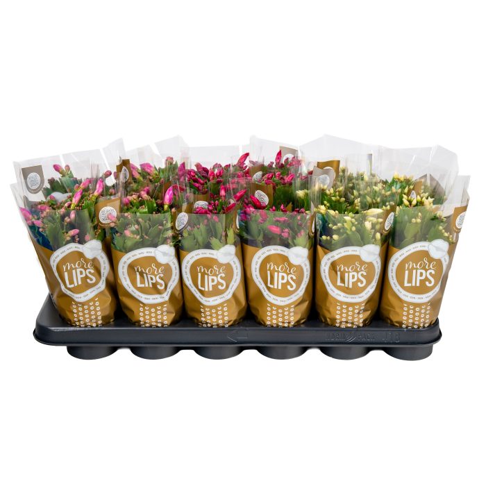 Schlumbergera 9 cm mix 2kleur MORELIPS, D 9