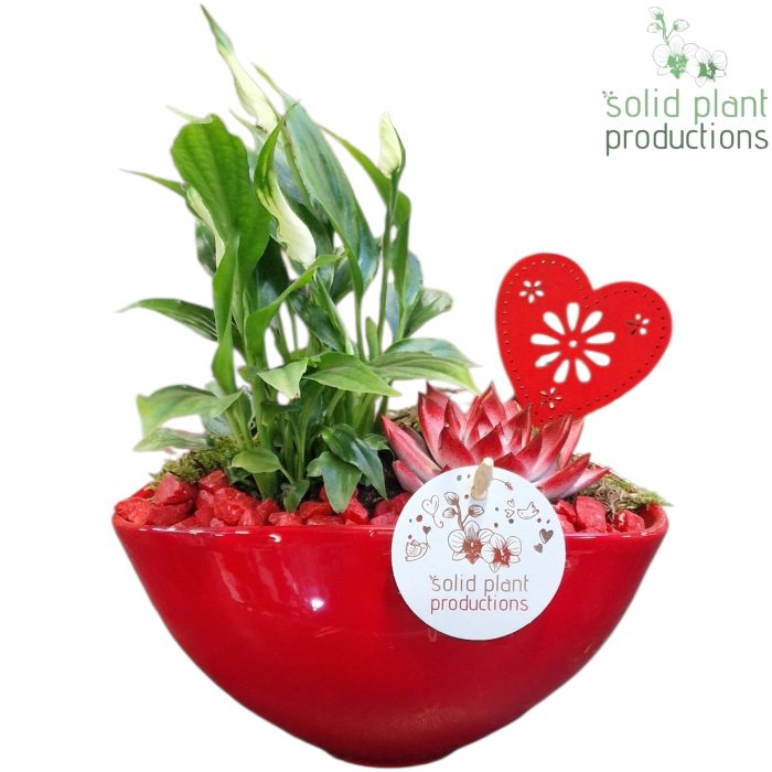 SE006 Katty Red VM, D 19