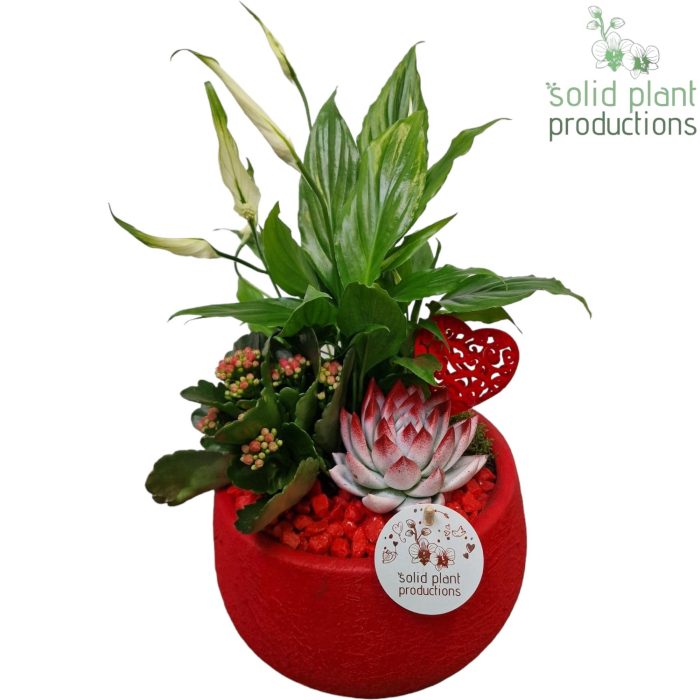 SE054 Esra Red Small, D 21