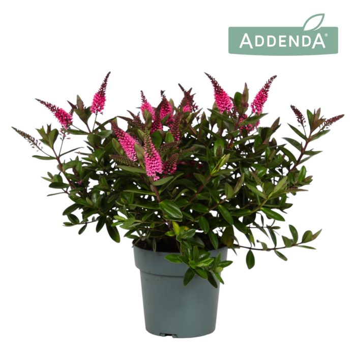 Hebe Addenda® Donna Elsa P15, D 15