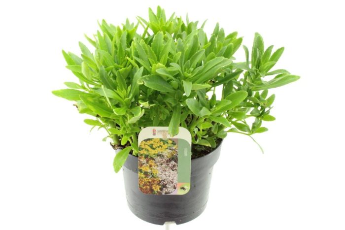 Sedum sexangulare, D 17