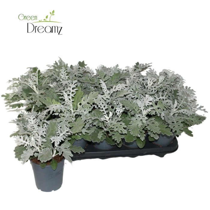 Senecio Cineraria in kweekpot, D 12