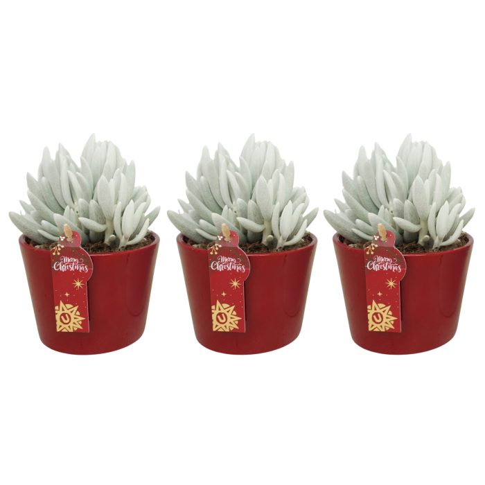 Senecio Mont Blanc 'natural' in 12 cm Rode Kerst pot, D 10,5