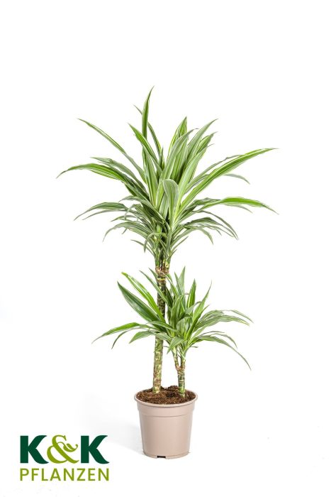 Dracaena deremensis White Stripe T19, D 19