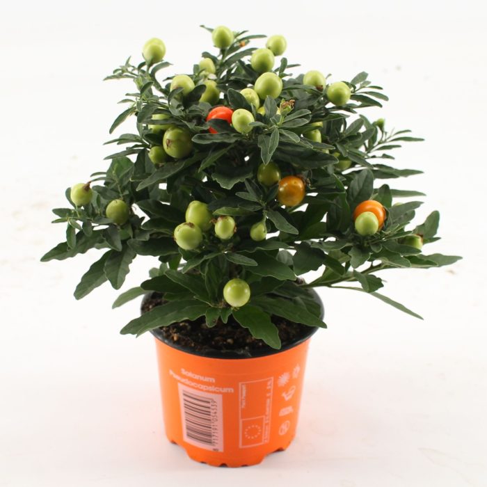 Solanum Pseudocapsicum oranje Bes, D 10,5