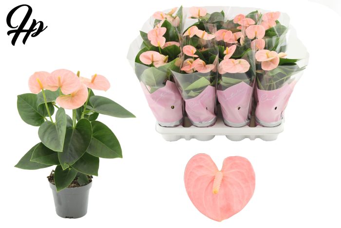 Anthurium 9 cm Spirit in Couture sleeve, D 9