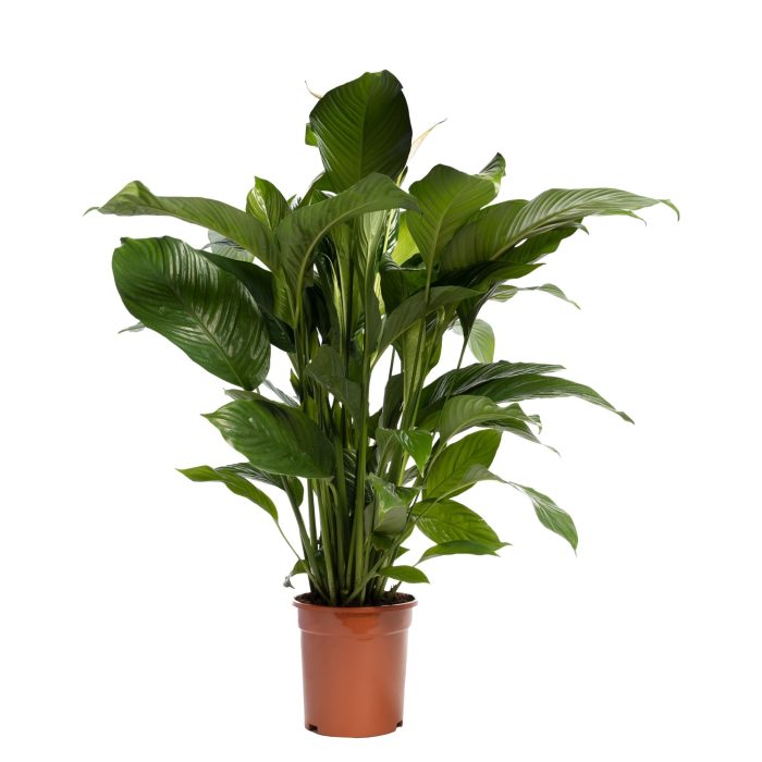 Spathiphyllum 'Sweet Lauretta' BLANCO, D 21