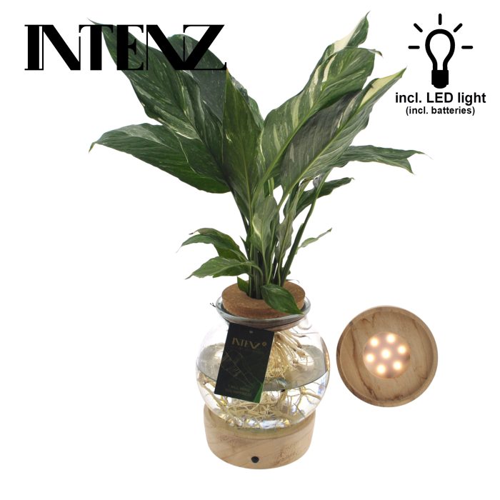 Spathiphyllum Diamond in Bolglas + Klikkurk + LED, D 12