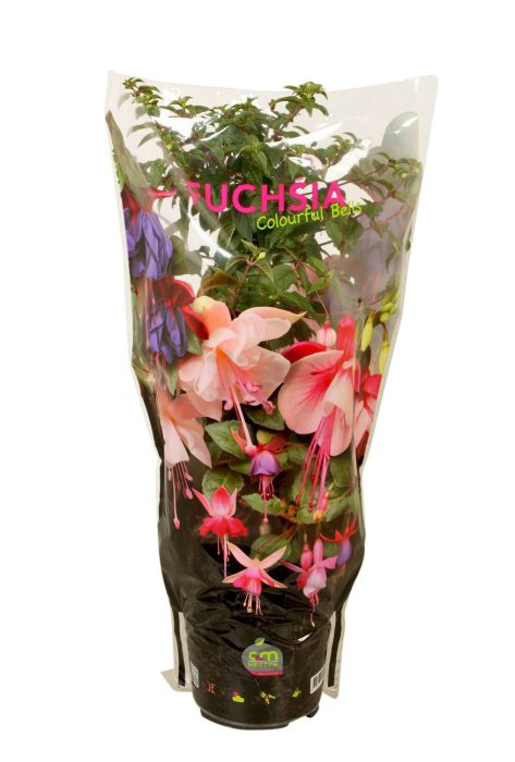 Stamfuchsia Tarbes Jollies in hoes, D 19