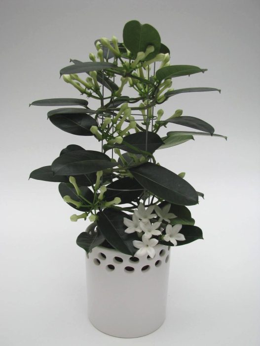 Stephanotis Luxe Tower 6-9 ker. Ronda, D 12