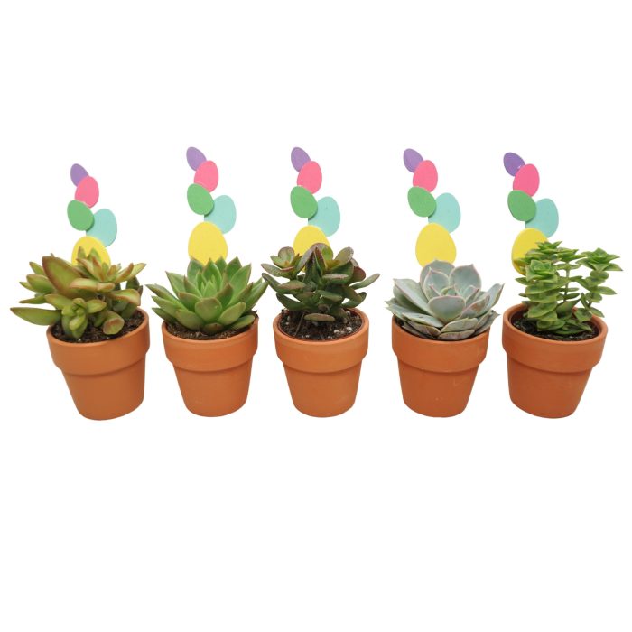 Succulent met Paassteker in 6 cm 'Terracotta Kraagpotje', D 5,5